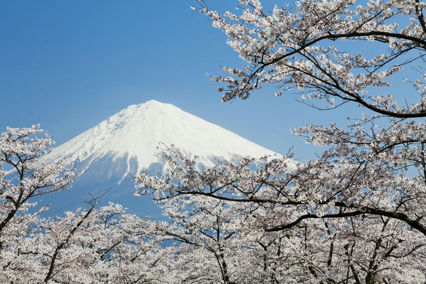 góra Fuji i kwitnące wiśnie